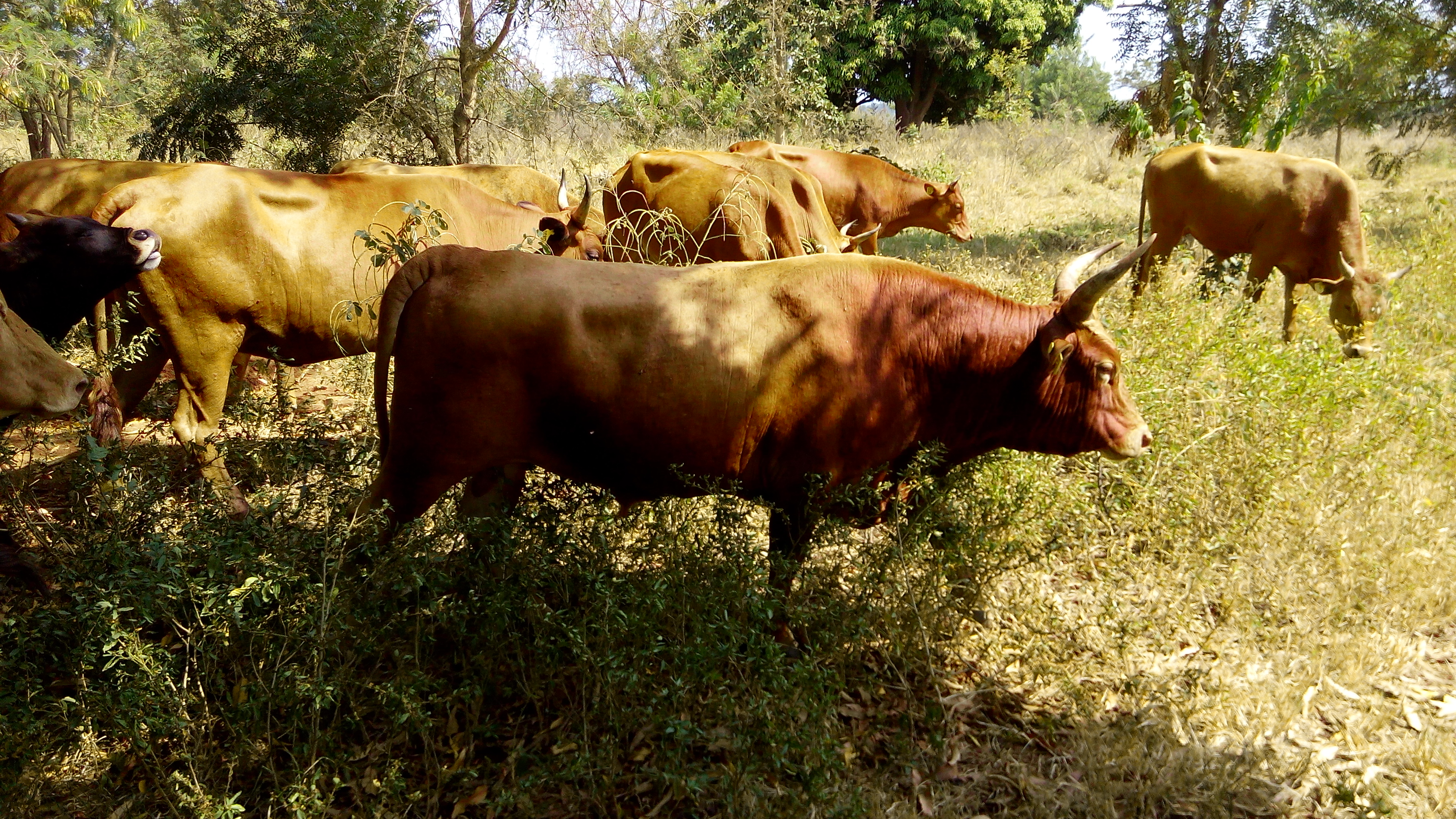 001 Production bovine en milieu tropical Cover Image